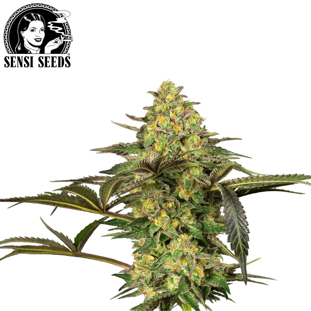 Hoodie, Sensi Seeds®, Original, Schwarz